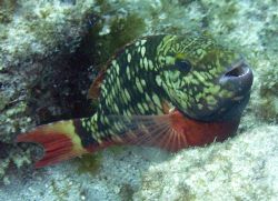 Stoplight Parrotfish by Lora Tucker 